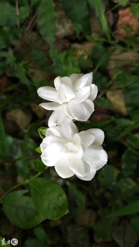 門口種茉莉花好嗎|家裡種茉莉花好嗎？